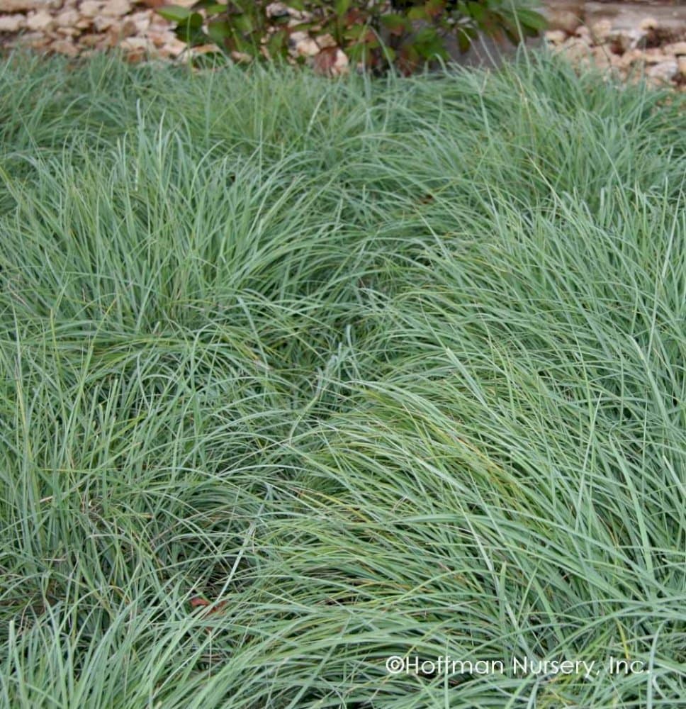 glaucous sedge