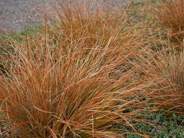 Glen Murray tussock sedge