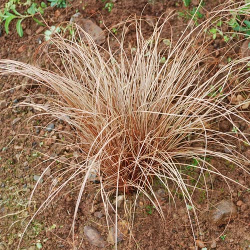 Glen Murray tussock sedge