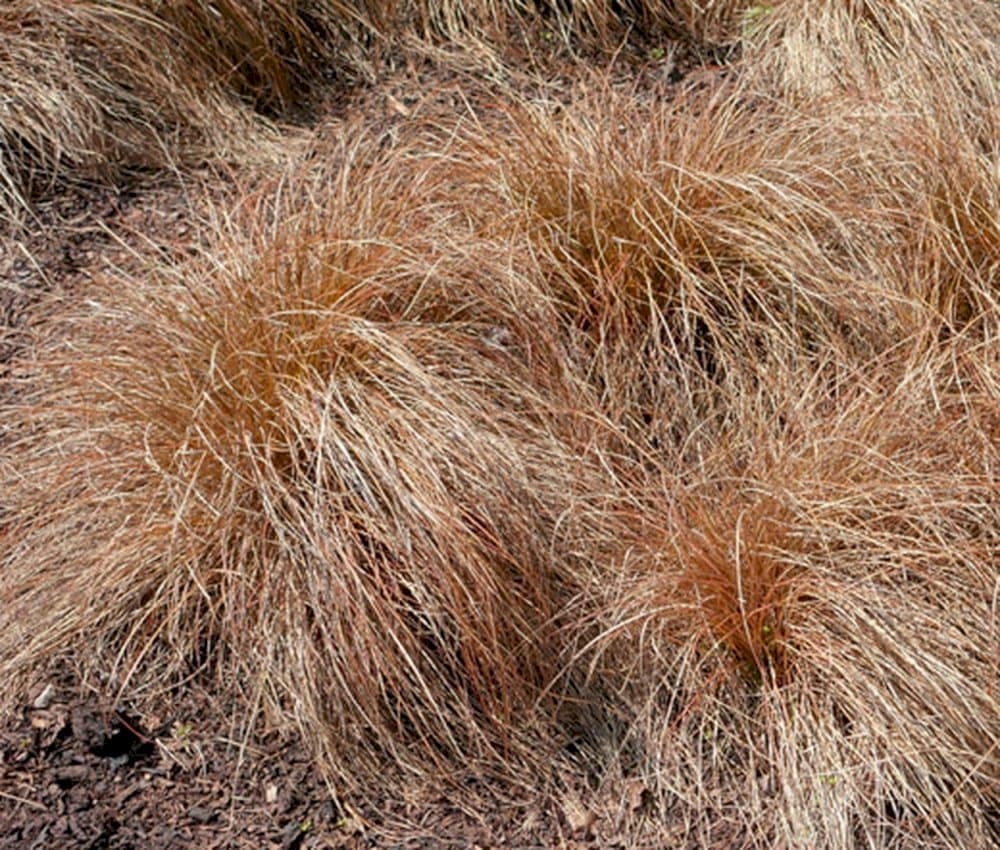 Glen Murray tussock sedge