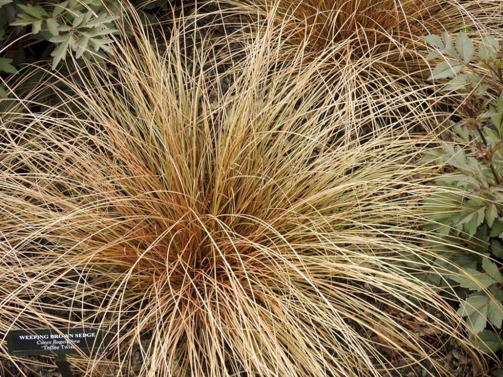 Glen Murray tussock sedge