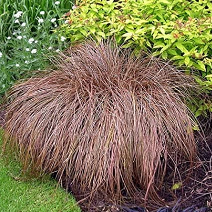 Glen Murray tussock sedge