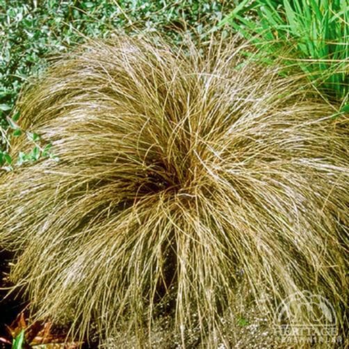 Glen Murray tussock sedge