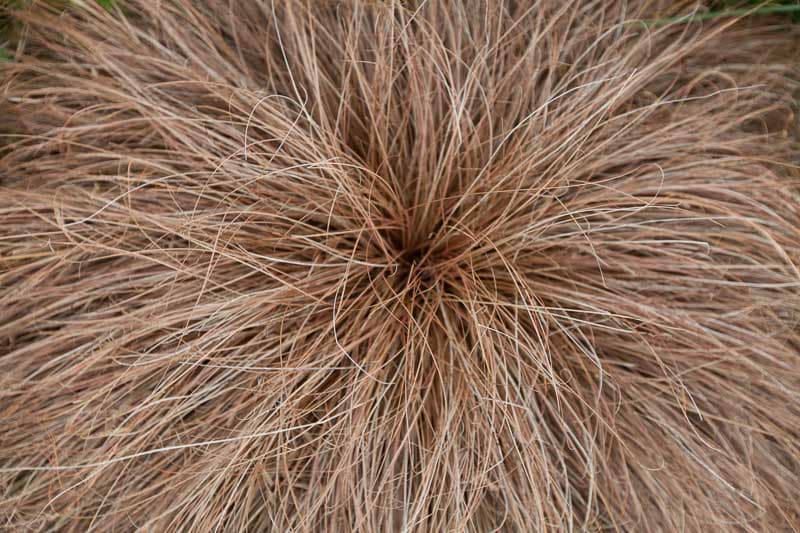 Glen Murray tussock sedge