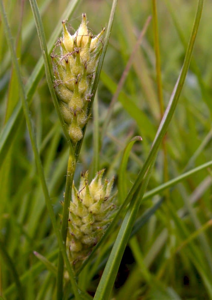 goose grass