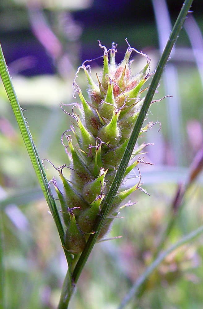 goose grass