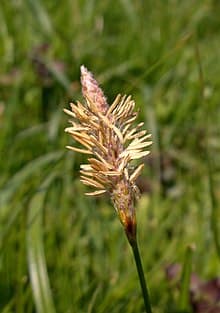 goose grass