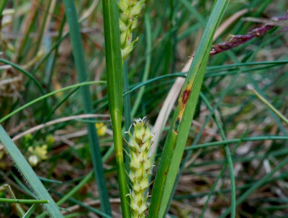 goose grass