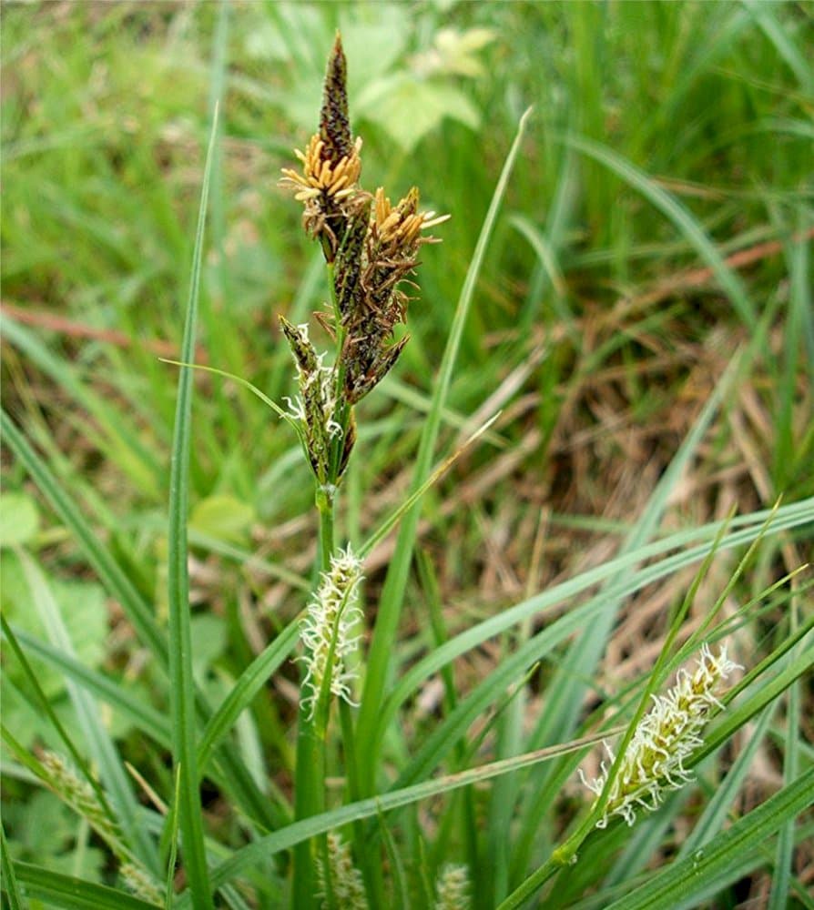 goose grass