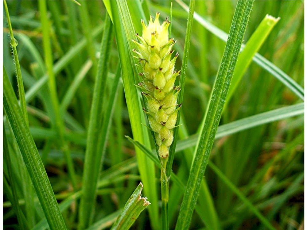 goose grass