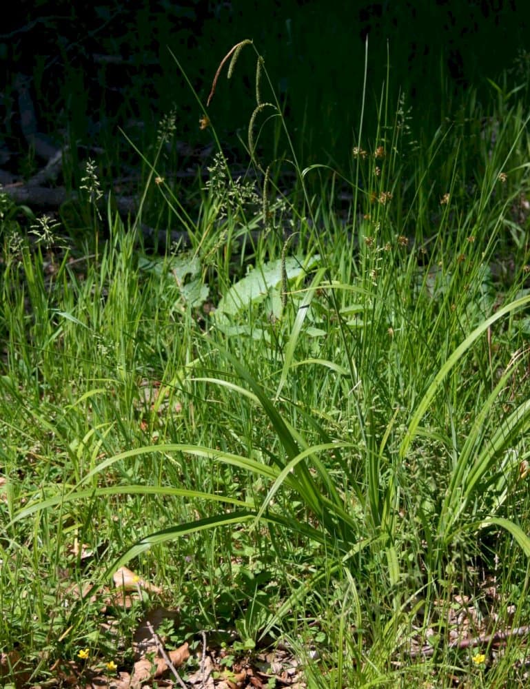 pendulous sedge