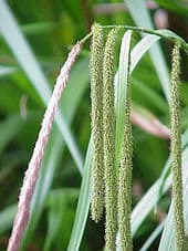 pendulous sedge