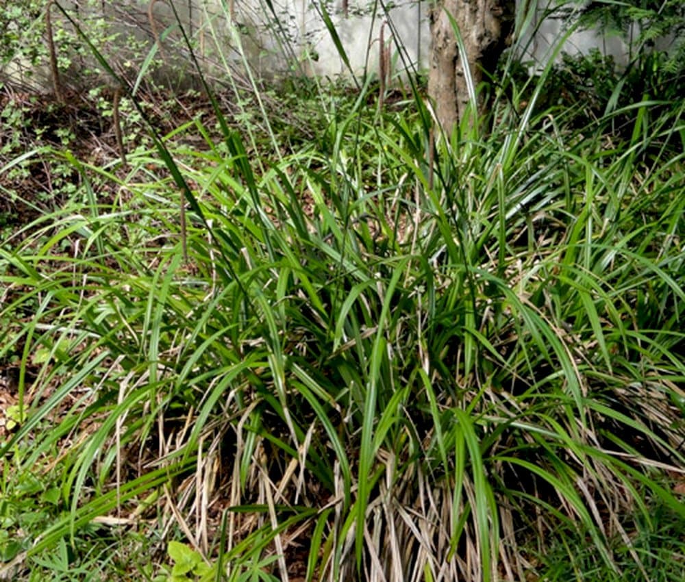 pendulous sedge