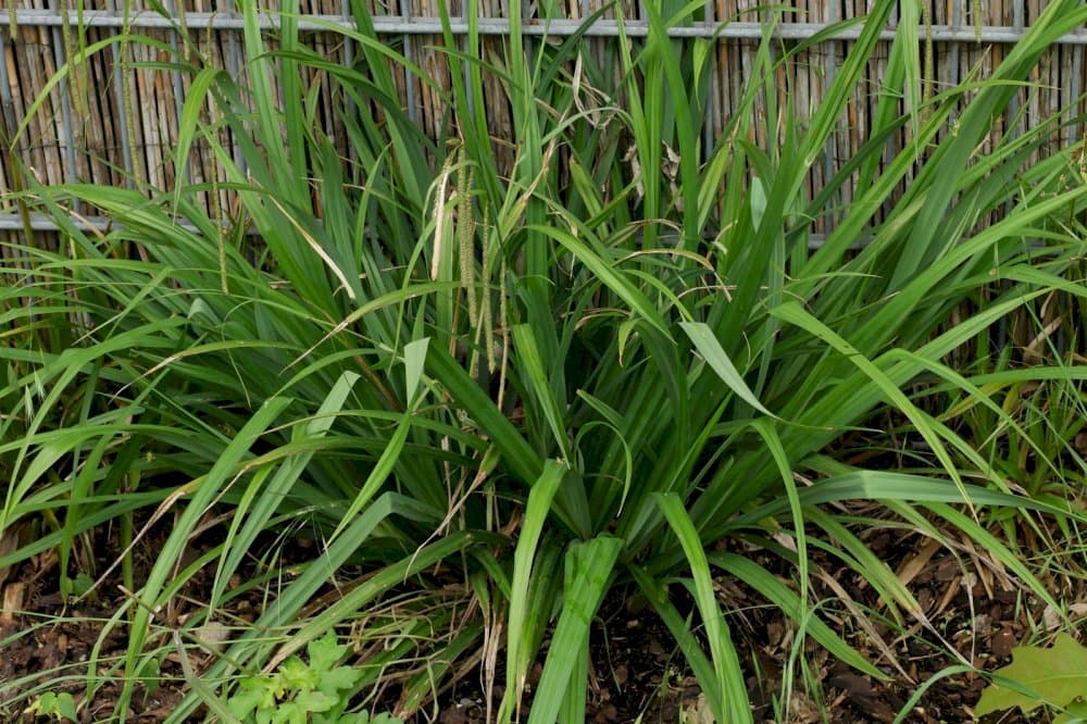 pendulous sedge