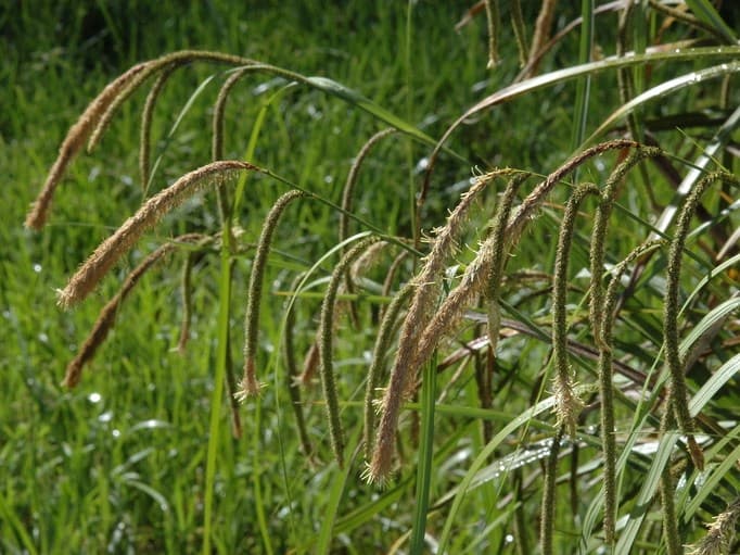 pendulous sedge