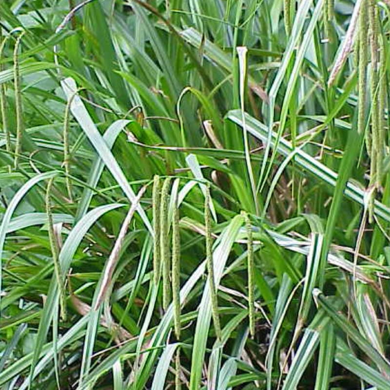 pendulous sedge