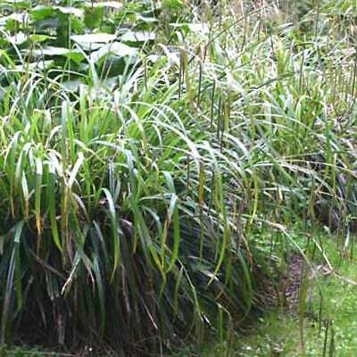 pendulous sedge