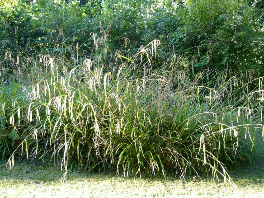 pendulous sedge