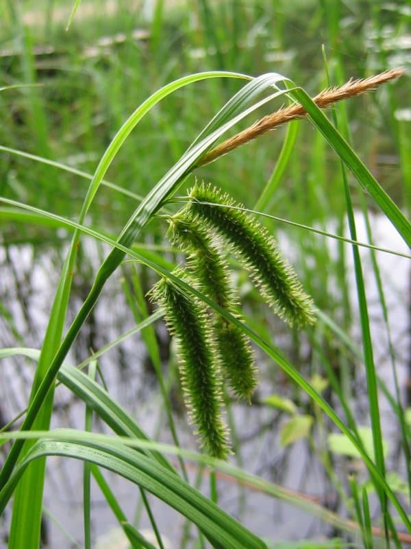 cyperus sedge