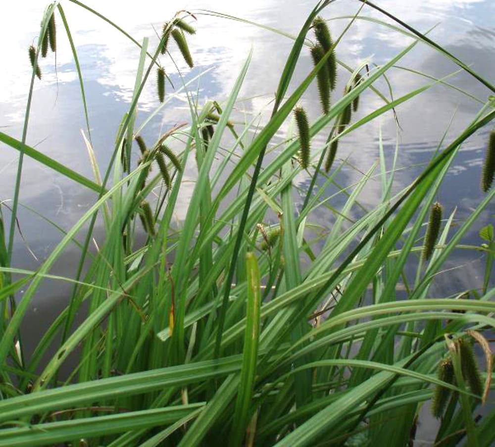 cyperus sedge