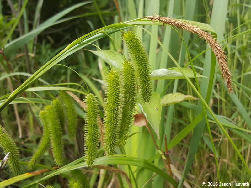 cyperus sedge