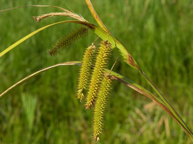 cyperus sedge