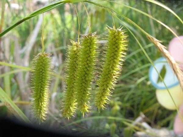 cyperus sedge