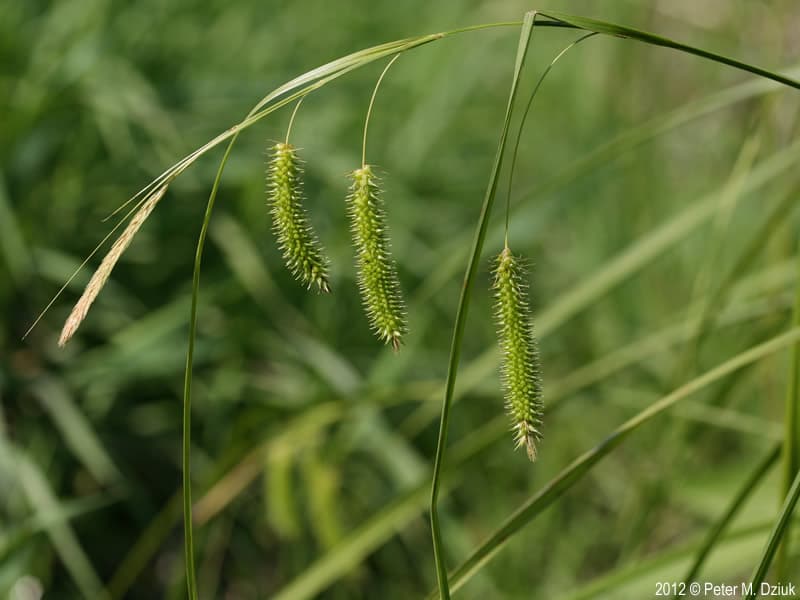 cyperus sedge