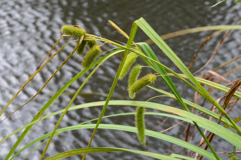 cyperus sedge