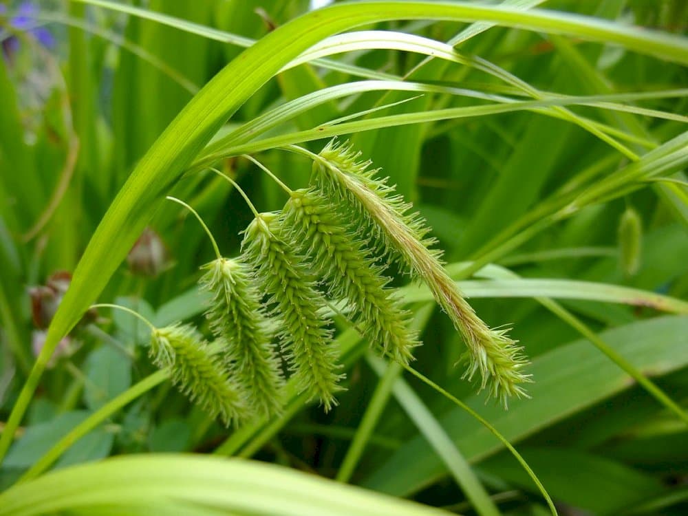 cyperus sedge