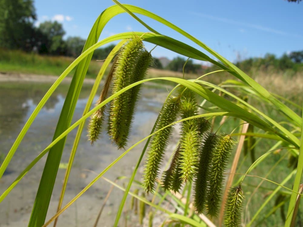 cyperus sedge