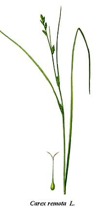 remote sedge