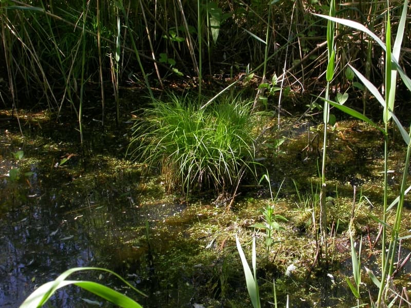 remote sedge