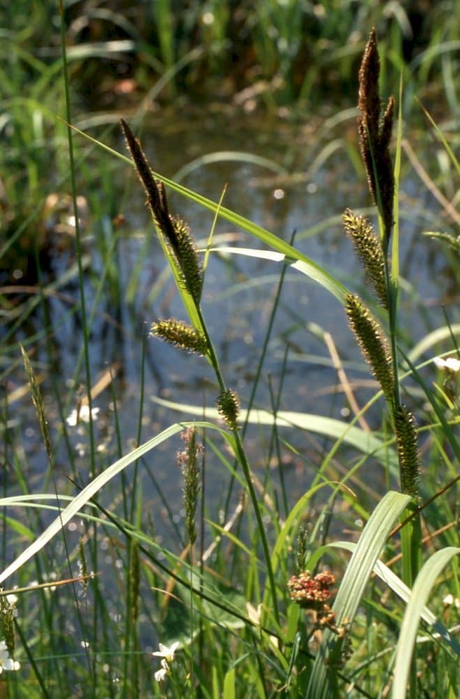 greater pond sedge