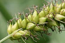 greater pond sedge