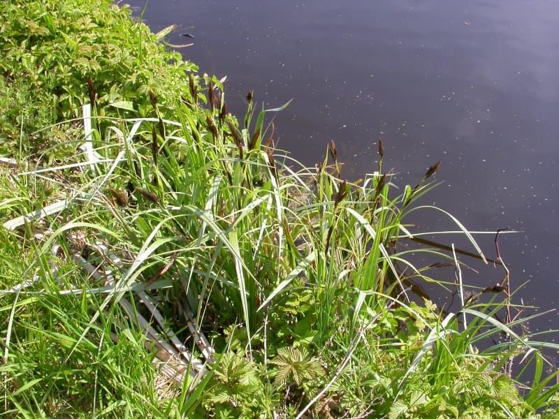 greater pond sedge