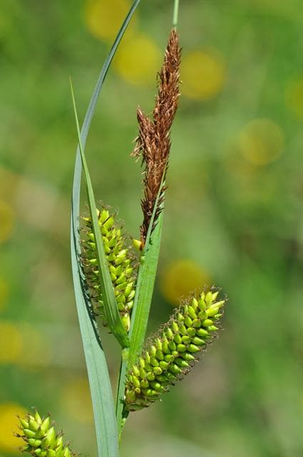 greater pond sedge