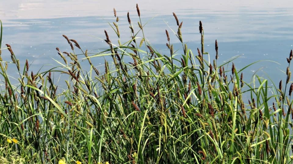 greater pond sedge