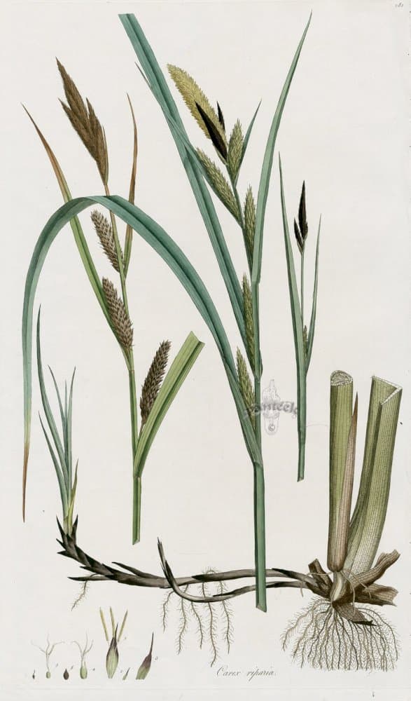 greater pond sedge