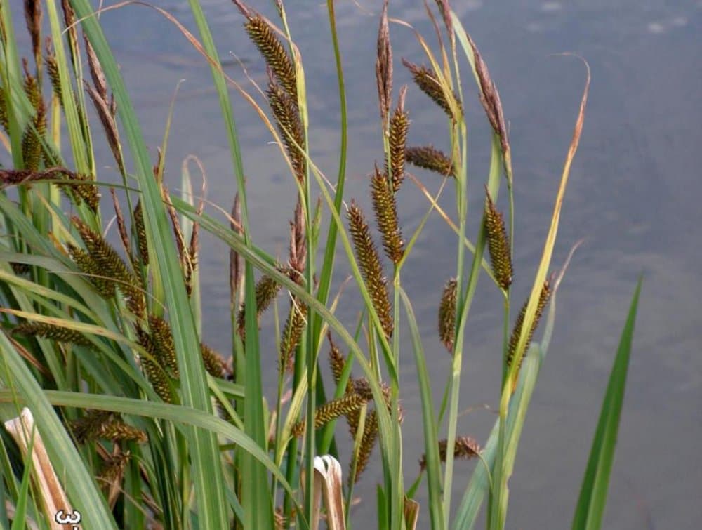 greater pond sedge