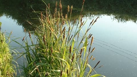 greater pond sedge