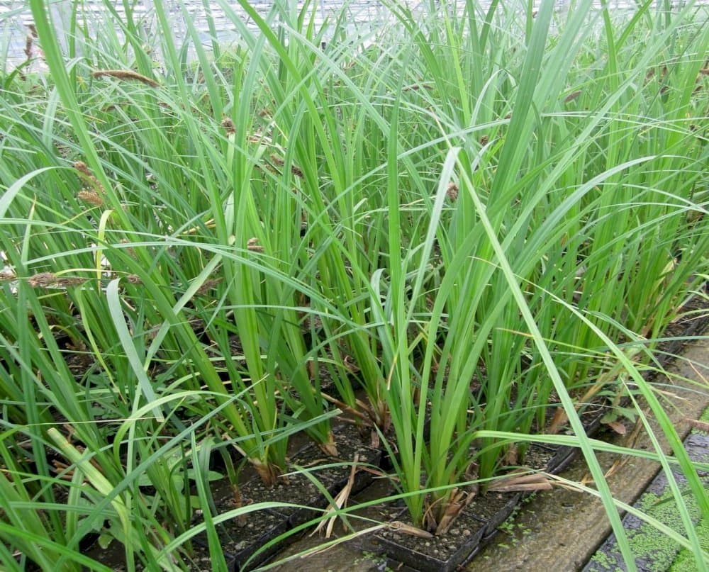 greater pond sedge