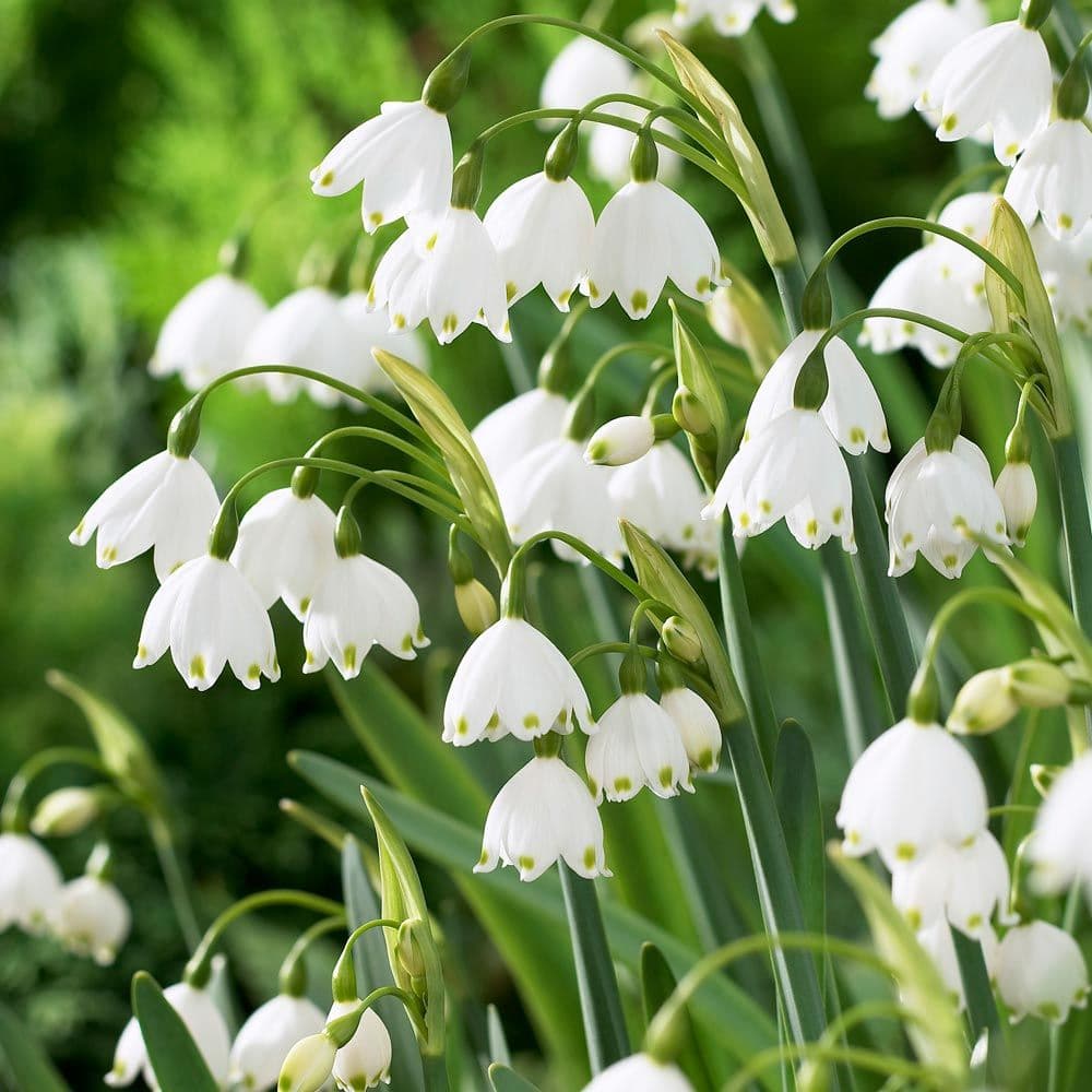 summer snowflake 'Gravetye Giant'