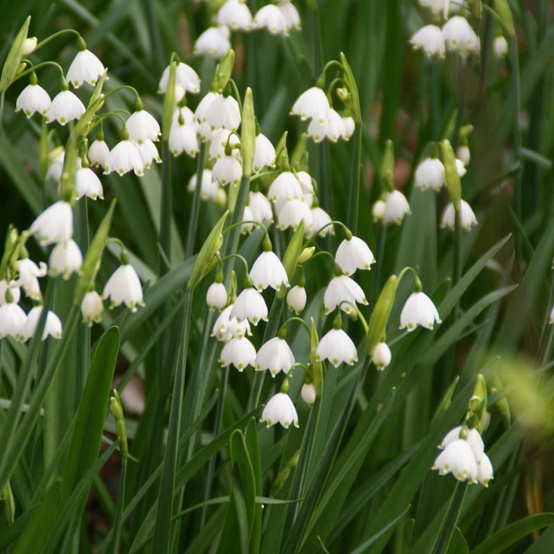 summer snowflake 'Gravetye Giant'