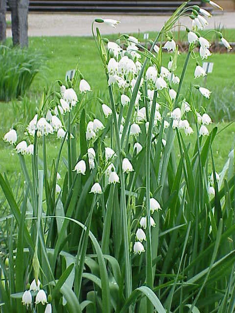 summer snowflake 'Gravetye Giant'