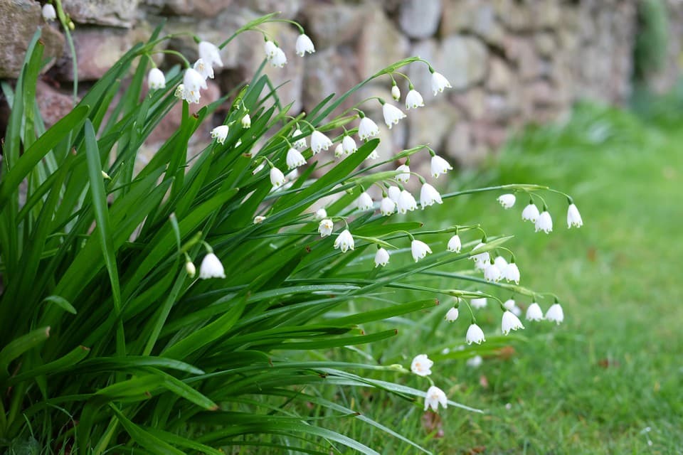 summer snowflake 'Gravetye Giant'