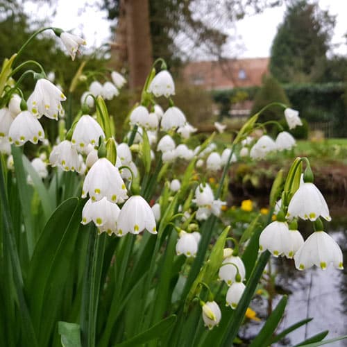 summer snowflake 'Gravetye Giant'