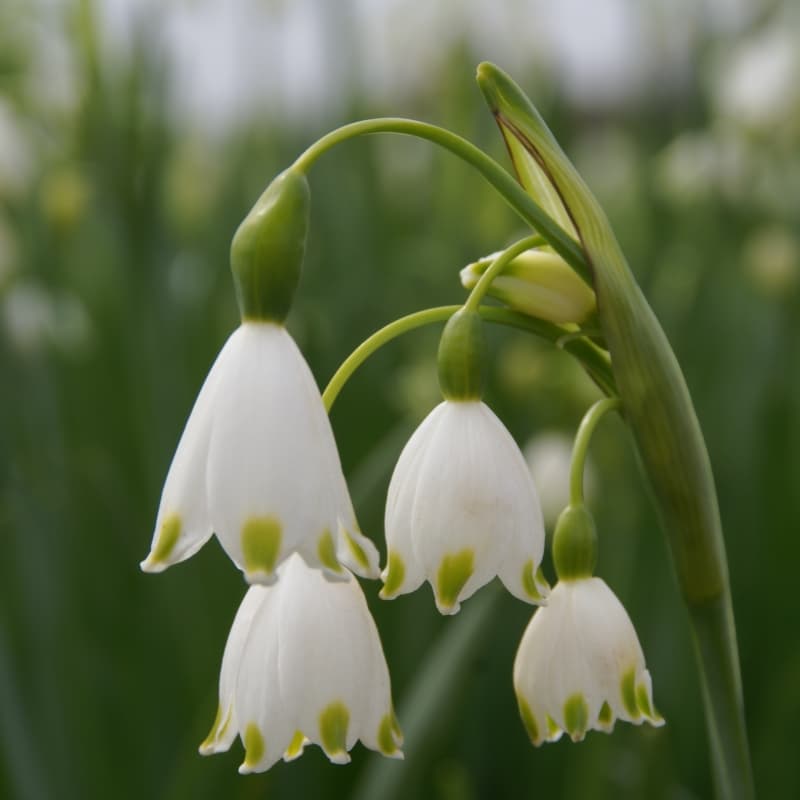 summer snowflake 'Gravetye Giant'