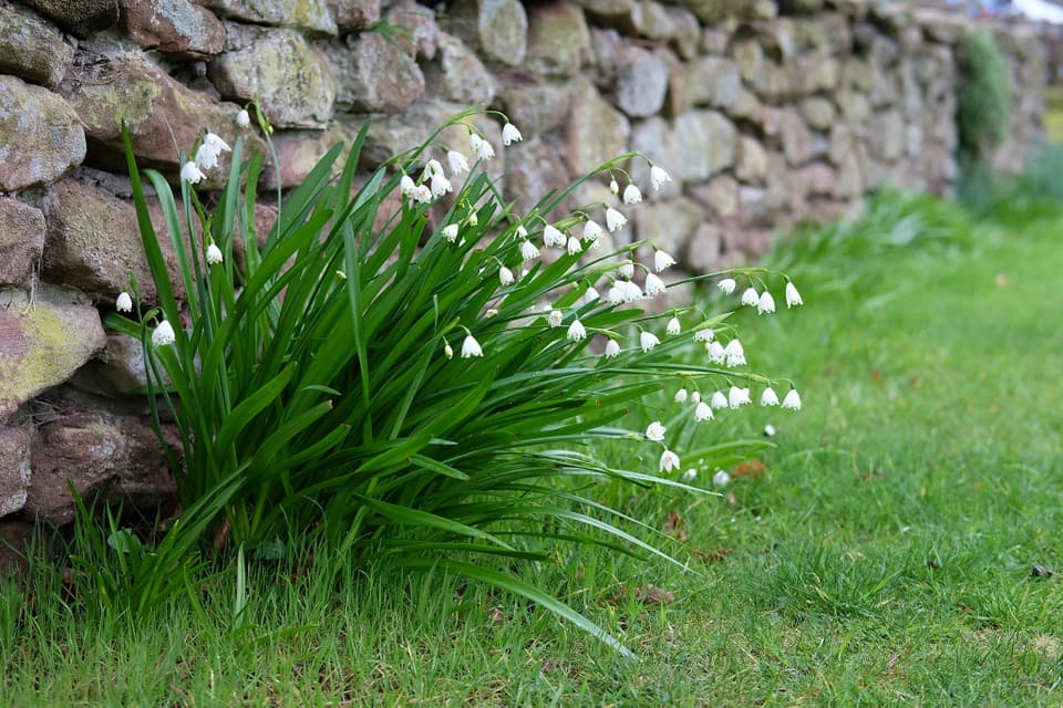 summer snowflake 'Gravetye Giant'