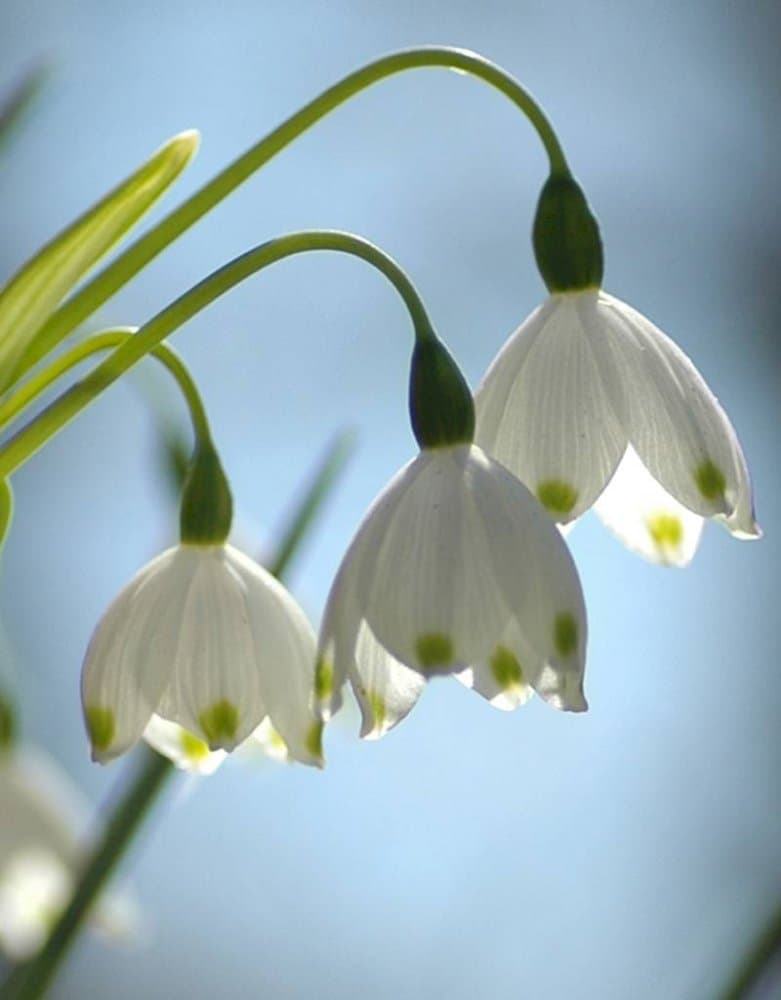 summer snowflake 'Gravetye Giant'